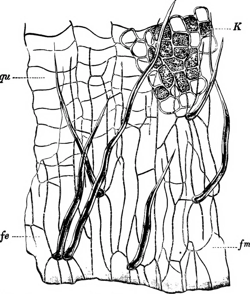 An illustration from The microscopy of vegetable foods : with special reference to the detection of adulteration and the diagnosis of mixtures, 1906, leaf 137