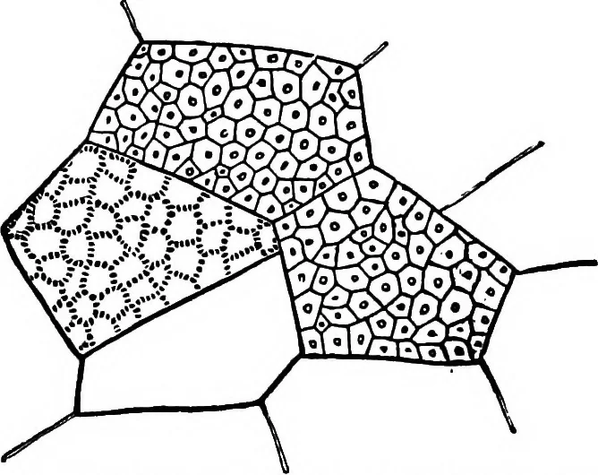 An illustration from The microscopy of vegetable foods : with special reference to the detection of adulteration and the diagnosis of mixtures, 1906, leaf 140
