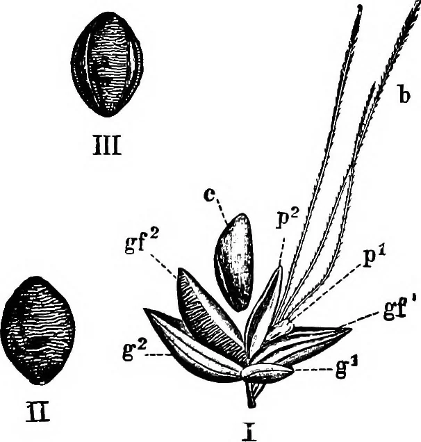 An illustration from The microscopy of vegetable foods : with special reference to the detection of adulteration and the diagnosis of mixtures, 1906, leaf 142