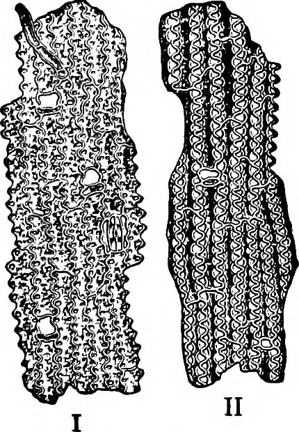 An illustration from The microscopy of vegetable foods : with special reference to the detection of adulteration and the diagnosis of mixtures, 1906, leaf 142
