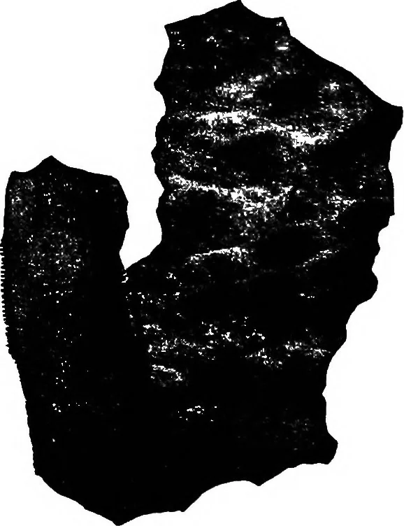 An illustration from The microscopy of vegetable foods : with special reference to the detection of adulteration and the diagnosis of mixtures, 1906, leaf 143