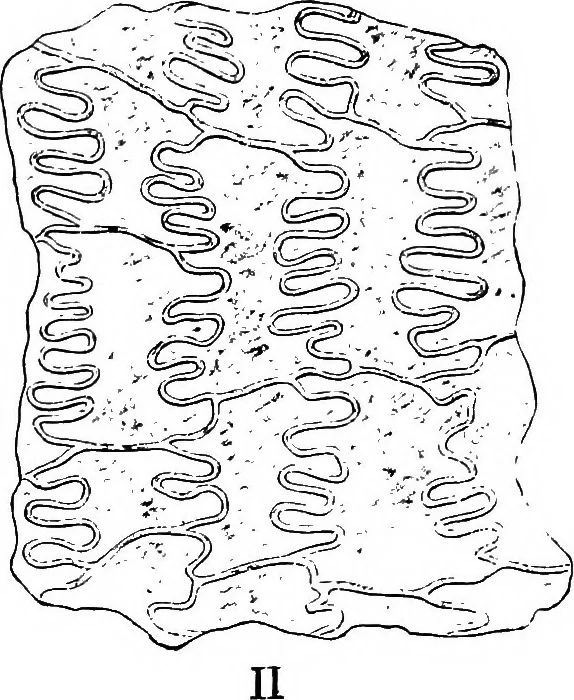 An illustration from The microscopy of vegetable foods : with special reference to the detection of adulteration and the diagnosis of mixtures, 1906, leaf 144