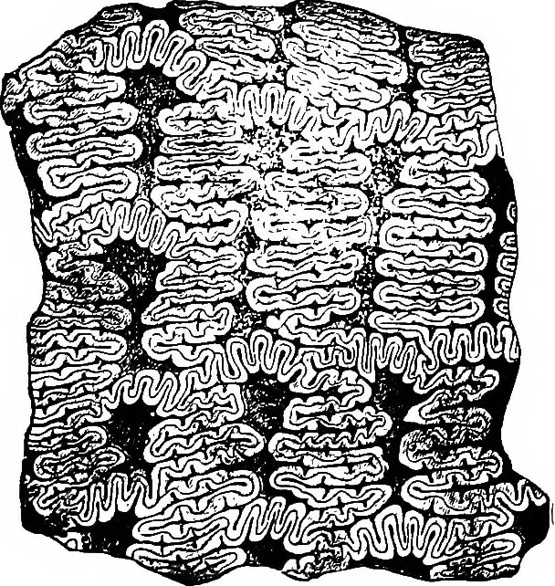 An illustration from The microscopy of vegetable foods : with special reference to the detection of adulteration and the diagnosis of mixtures, 1906, leaf 144