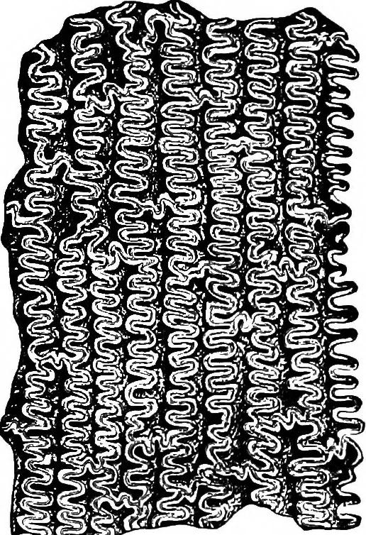 An illustration from The microscopy of vegetable foods : with special reference to the detection of adulteration and the diagnosis of mixtures, 1906, leaf 145