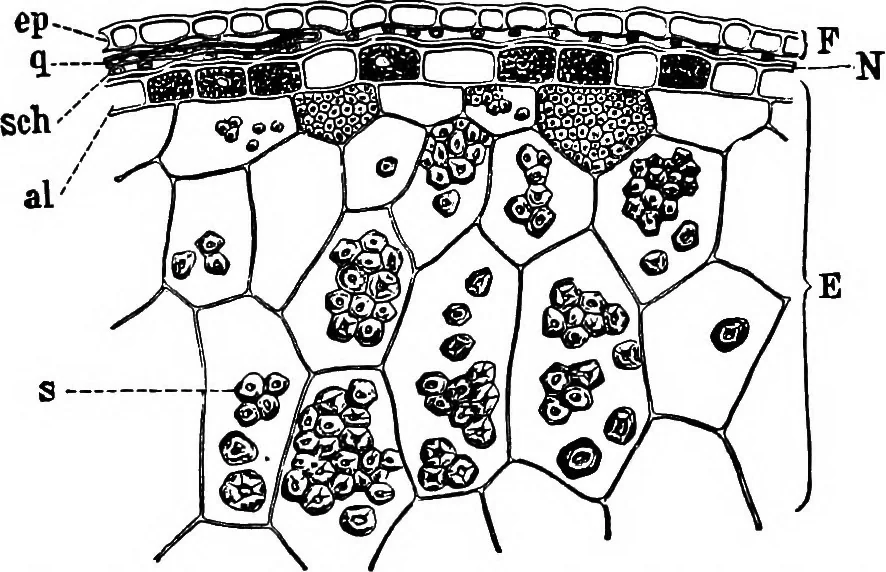 An illustration from The microscopy of vegetable foods : with special reference to the detection of adulteration and the diagnosis of mixtures, 1906, leaf 146