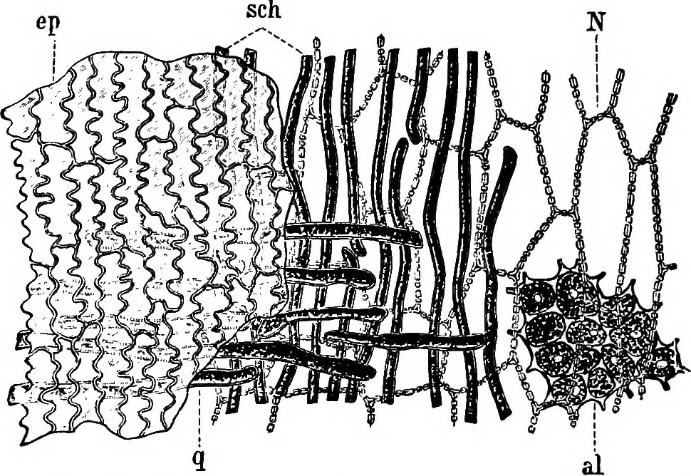 An illustration from The microscopy of vegetable foods : with special reference to the detection of adulteration and the diagnosis of mixtures, 1906, leaf 146