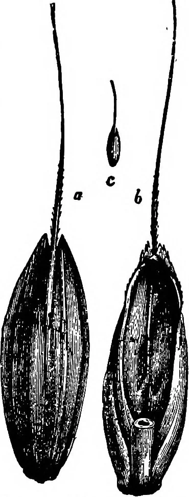 An illustration from The microscopy of vegetable foods : with special reference to the detection of adulteration and the diagnosis of mixtures, 1906, leaf 148