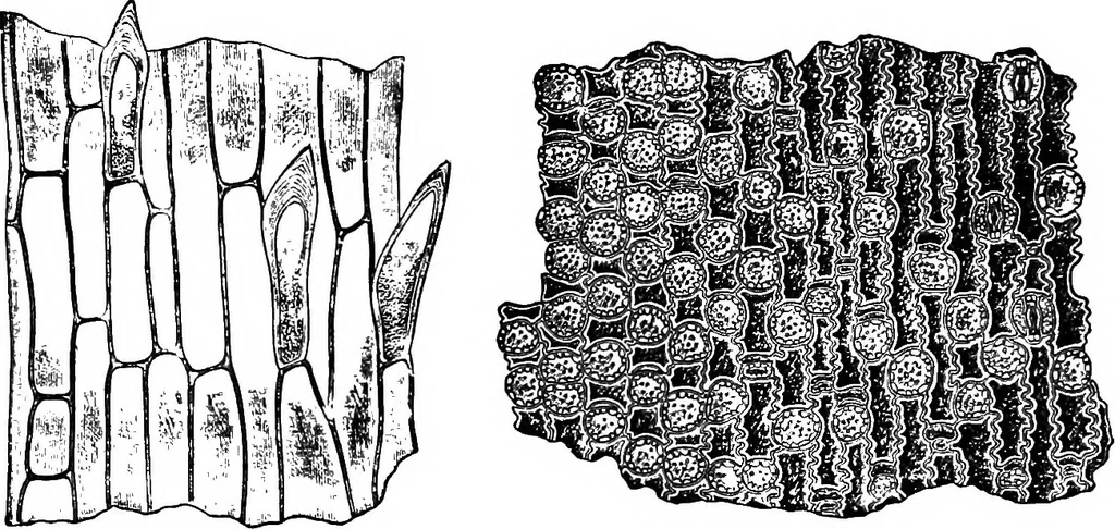An illustration from The microscopy of vegetable foods : with special reference to the detection of adulteration and the diagnosis of mixtures, 1906, leaf 149