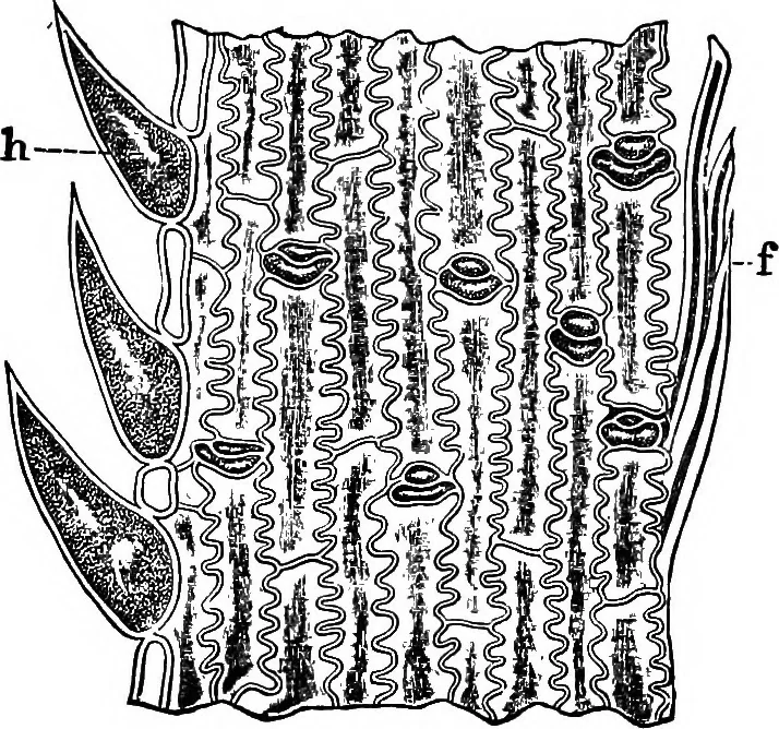 An illustration from The microscopy of vegetable foods : with special reference to the detection of adulteration and the diagnosis of mixtures, 1906, leaf 150
