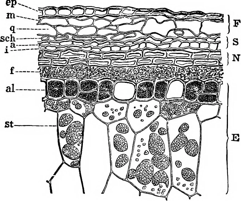 An illustration from The microscopy of vegetable foods : with special reference to the detection of adulteration and the diagnosis of mixtures, 1906, leaf 150