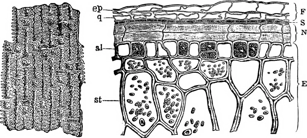 An illustration from The microscopy of vegetable foods : with special reference to the detection of adulteration and the diagnosis of mixtures, 1906, leaf 153