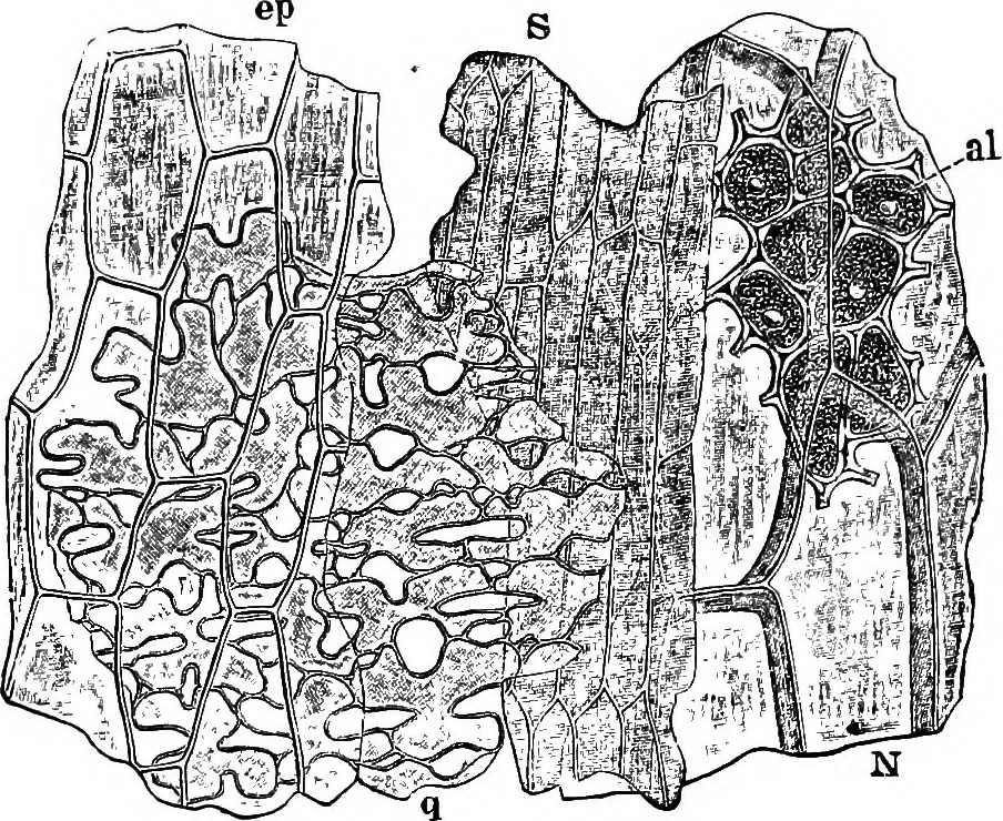 An illustration from The microscopy of vegetable foods : with special reference to the detection of adulteration and the diagnosis of mixtures, 1906, leaf 154
