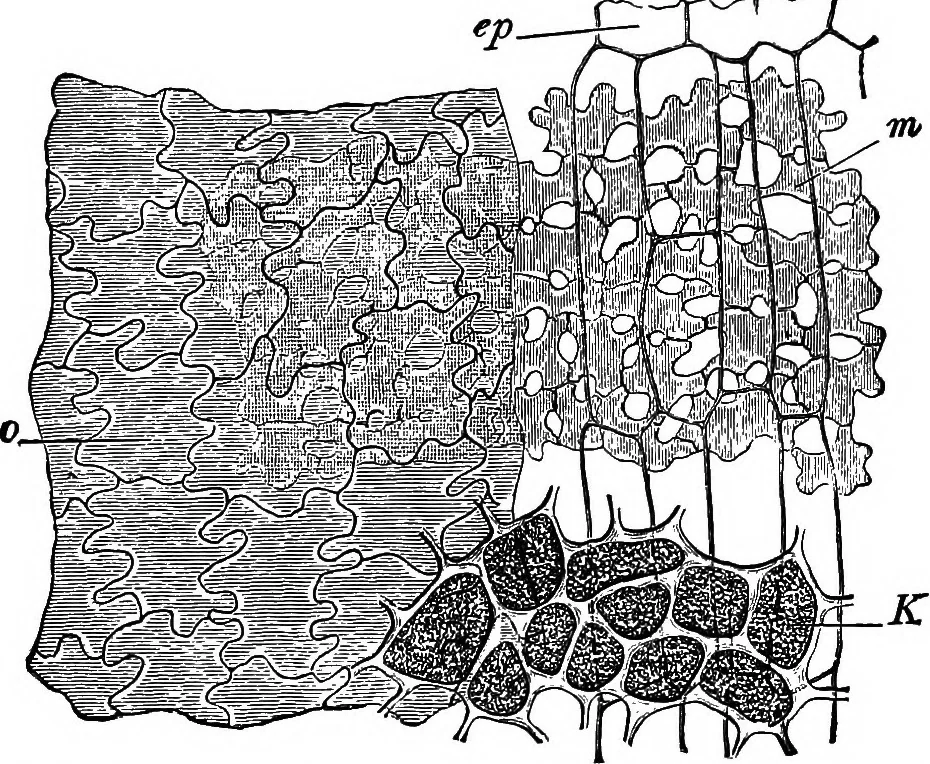An illustration from The microscopy of vegetable foods : with special reference to the detection of adulteration and the diagnosis of mixtures, 1906, leaf 158