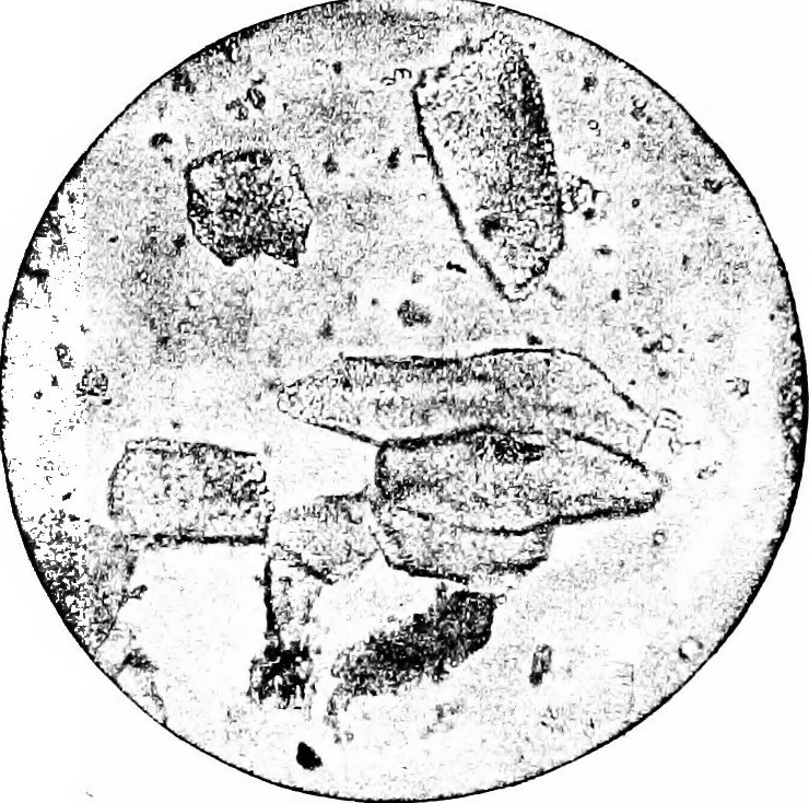 An illustration from The microscopy of vegetable foods : with special reference to the detection of adulteration and the diagnosis of mixtures, 1906, leaf 159