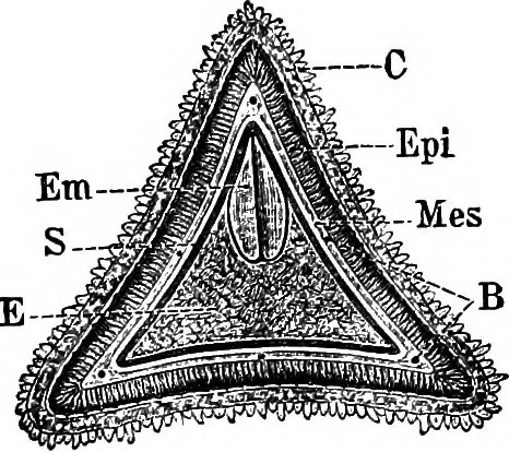 An illustration from The microscopy of vegetable foods : with special reference to the detection of adulteration and the diagnosis of mixtures, 1906, leaf 162