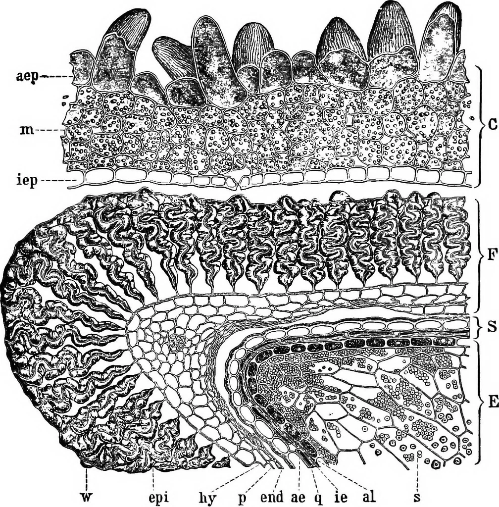 An illustration from The microscopy of vegetable foods : with special reference to the detection of adulteration and the diagnosis of mixtures, 1906, leaf 163