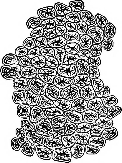 An illustration from The microscopy of vegetable foods : with special reference to the detection of adulteration and the diagnosis of mixtures, 1906, leaf 164