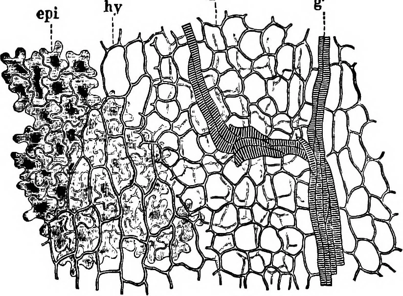 An illustration from The microscopy of vegetable foods : with special reference to the detection of adulteration and the diagnosis of mixtures, 1906, leaf 164