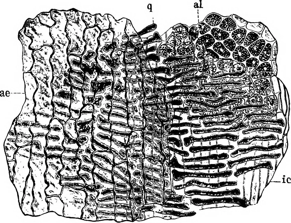 An illustration from The microscopy of vegetable foods : with special reference to the detection of adulteration and the diagnosis of mixtures, 1906, leaf 165