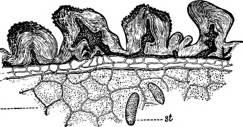 An illustration from The microscopy of vegetable foods : with special reference to the detection of adulteration and the diagnosis of mixtures, 1906, leaf 172