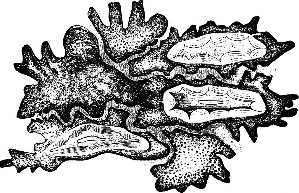 An illustration from The microscopy of vegetable foods : with special reference to the detection of adulteration and the diagnosis of mixtures, 1906, leaf 172