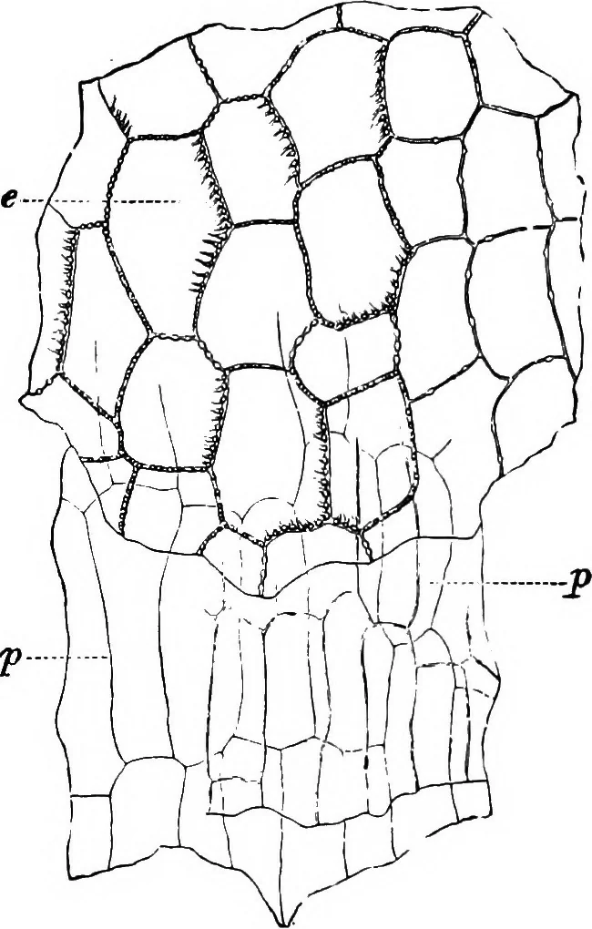 An illustration from The microscopy of vegetable foods : with special reference to the detection of adulteration and the diagnosis of mixtures, 1906, leaf 173