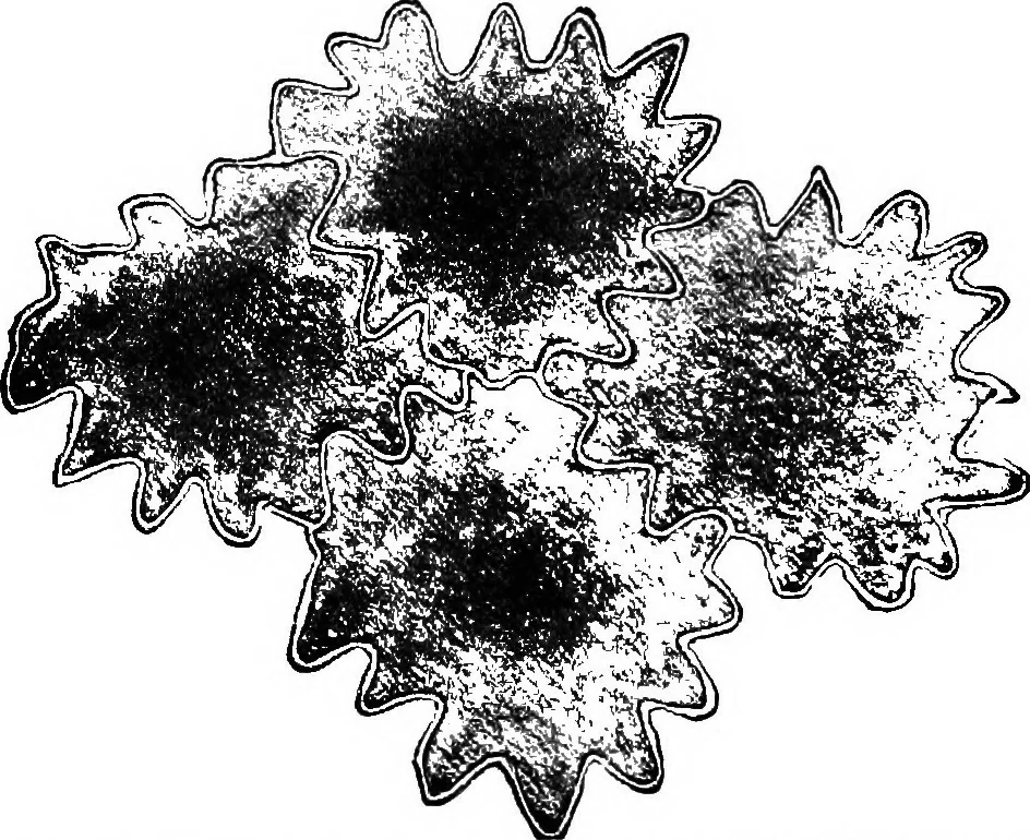 An illustration from The microscopy of vegetable foods : with special reference to the detection of adulteration and the diagnosis of mixtures, 1906, leaf 175
