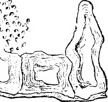 An illustration from The microscopy of vegetable foods : with special reference to the detection of adulteration and the diagnosis of mixtures, 1906, leaf 178