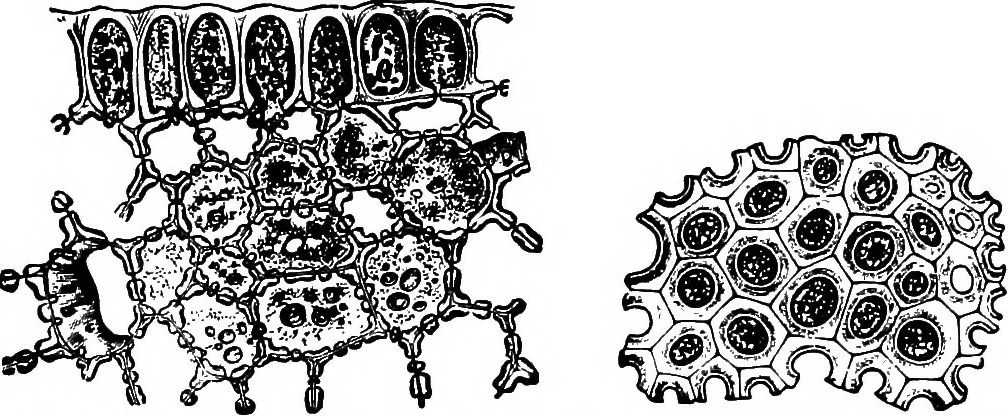 An illustration from The microscopy of vegetable foods : with special reference to the detection of adulteration and the diagnosis of mixtures, 1906, leaf 180
