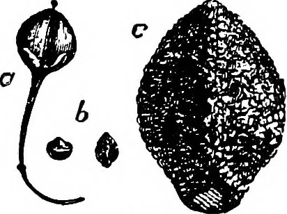 An illustration from The microscopy of vegetable foods : with special reference to the detection of adulteration and the diagnosis of mixtures, 1906, leaf 181