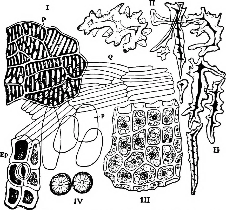 An illustration from The microscopy of vegetable foods : with special reference to the detection of adulteration and the diagnosis of mixtures, 1906, leaf 182