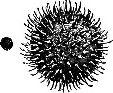 An illustration from The microscopy of vegetable foods : with special reference to the detection of adulteration and the diagnosis of mixtures, 1906, leaf 183
