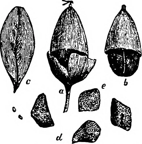 An illustration from The microscopy of vegetable foods : with special reference to the detection of adulteration and the diagnosis of mixtures, 1906, leaf 186