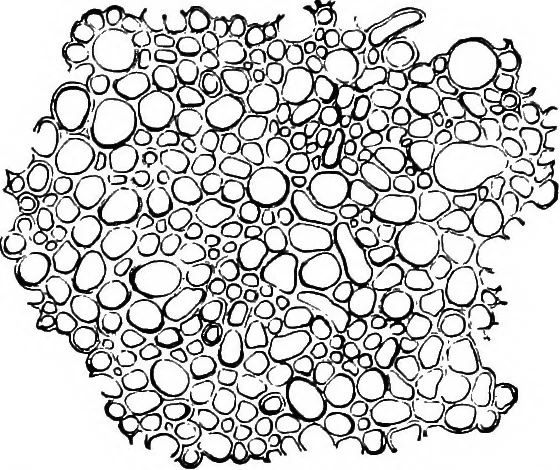 An illustration from The microscopy of vegetable foods : with special reference to the detection of adulteration and the diagnosis of mixtures, 1906, leaf 188