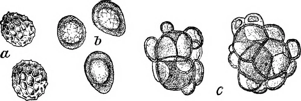 An illustration from The microscopy of vegetable foods : with special reference to the detection of adulteration and the diagnosis of mixtures, 1906, leaf 189