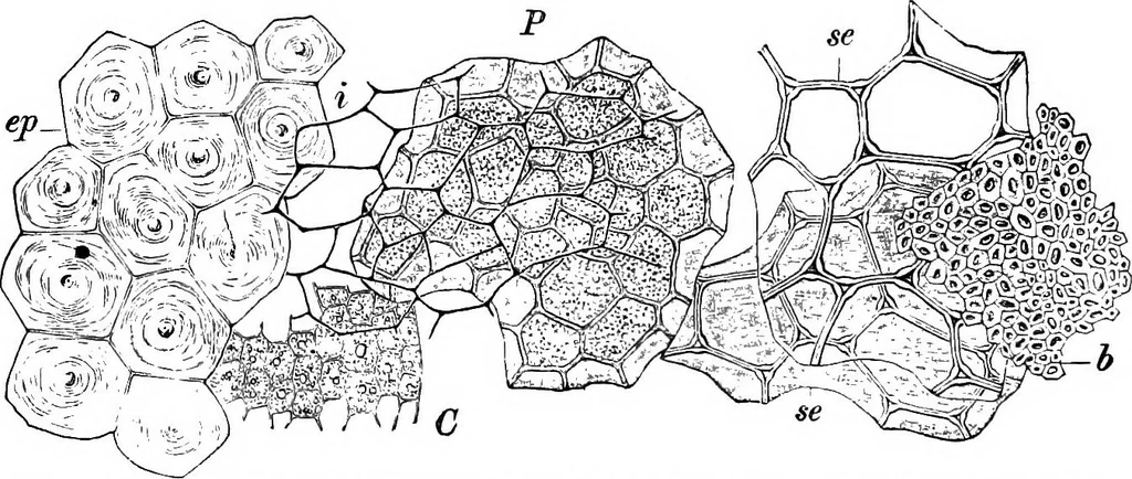 An illustration from The microscopy of vegetable foods : with special reference to the detection of adulteration and the diagnosis of mixtures, 1906, leaf 201