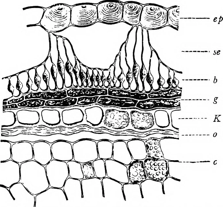An illustration from The microscopy of vegetable foods : with special reference to the detection of adulteration and the diagnosis of mixtures, 1906, leaf 204