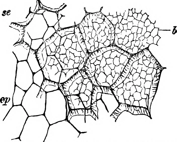 An illustration from The microscopy of vegetable foods : with special reference to the detection of adulteration and the diagnosis of mixtures, 1906, leaf 204