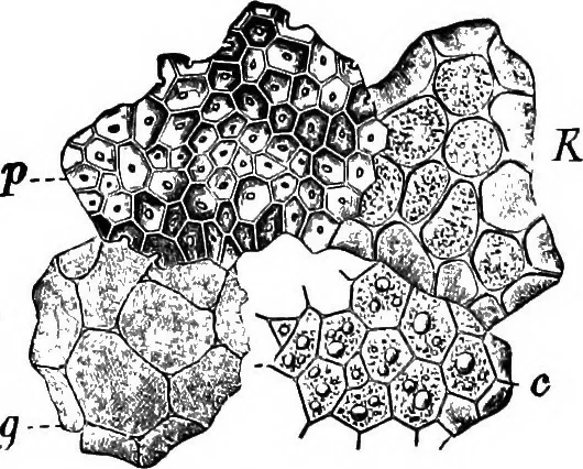 An illustration from The microscopy of vegetable foods : with special reference to the detection of adulteration and the diagnosis of mixtures, 1906, leaf 205