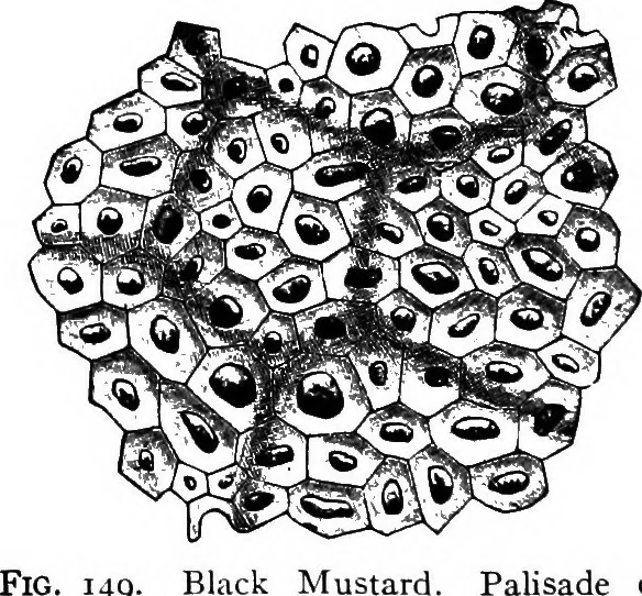 An illustration from The microscopy of vegetable foods : with special reference to the detection of adulteration and the diagnosis of mixtures, 1906, leaf 205