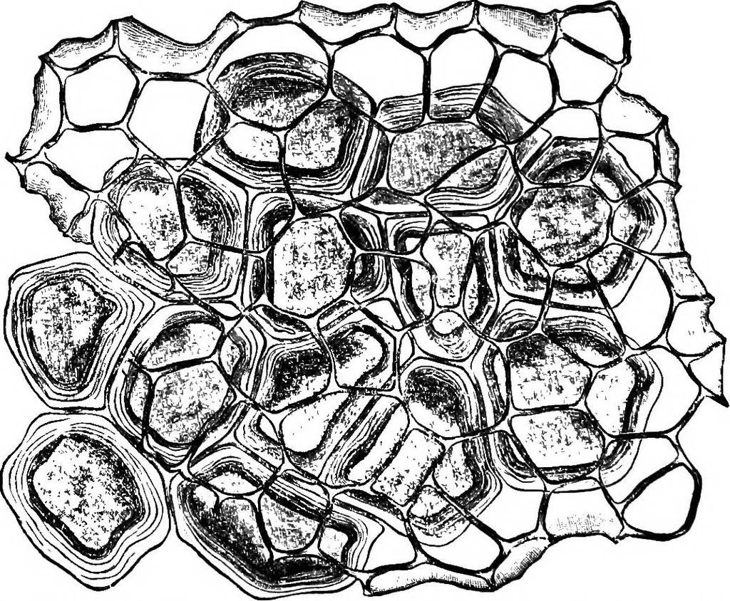 An illustration from The microscopy of vegetable foods : with special reference to the detection of adulteration and the diagnosis of mixtures, 1906, leaf 213