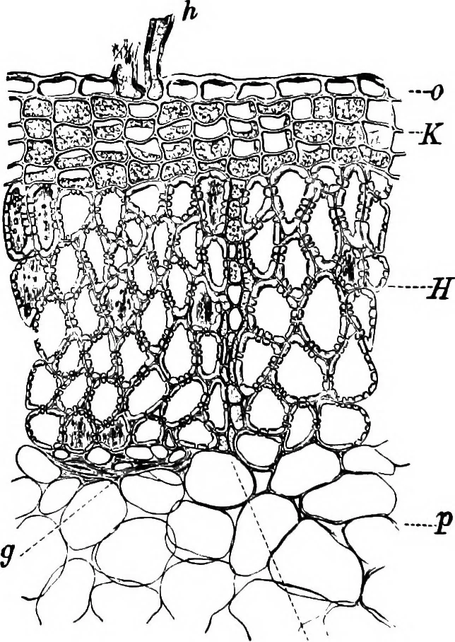 An illustration from The microscopy of vegetable foods : with special reference to the detection of adulteration and the diagnosis of mixtures, 1906, leaf 217