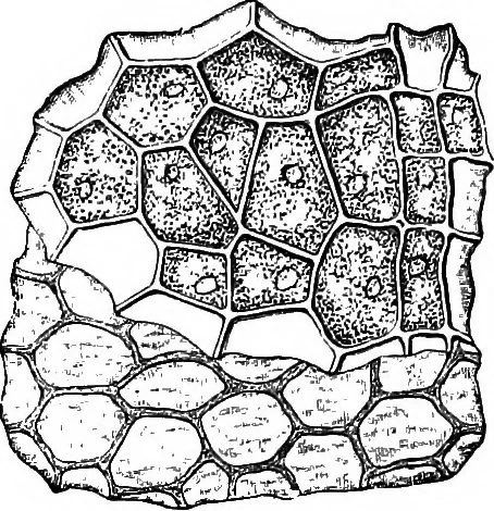 An illustration from The microscopy of vegetable foods : with special reference to the detection of adulteration and the diagnosis of mixtures, 1906, leaf 220