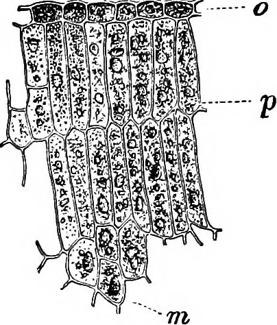 An illustration from The microscopy of vegetable foods : with special reference to the detection of adulteration and the diagnosis of mixtures, 1906, leaf 220