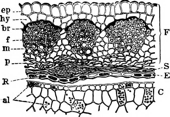 An illustration from The microscopy of vegetable foods : with special reference to the detection of adulteration and the diagnosis of mixtures, 1906, leaf 221