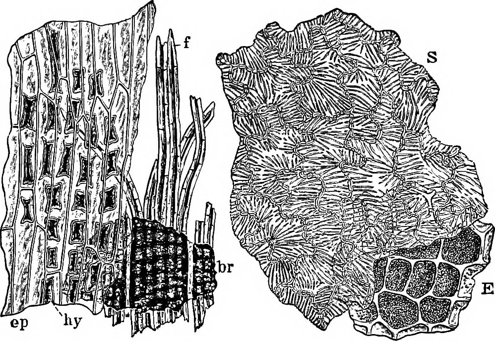 An illustration from The microscopy of vegetable foods : with special reference to the detection of adulteration and the diagnosis of mixtures, 1906, leaf 224