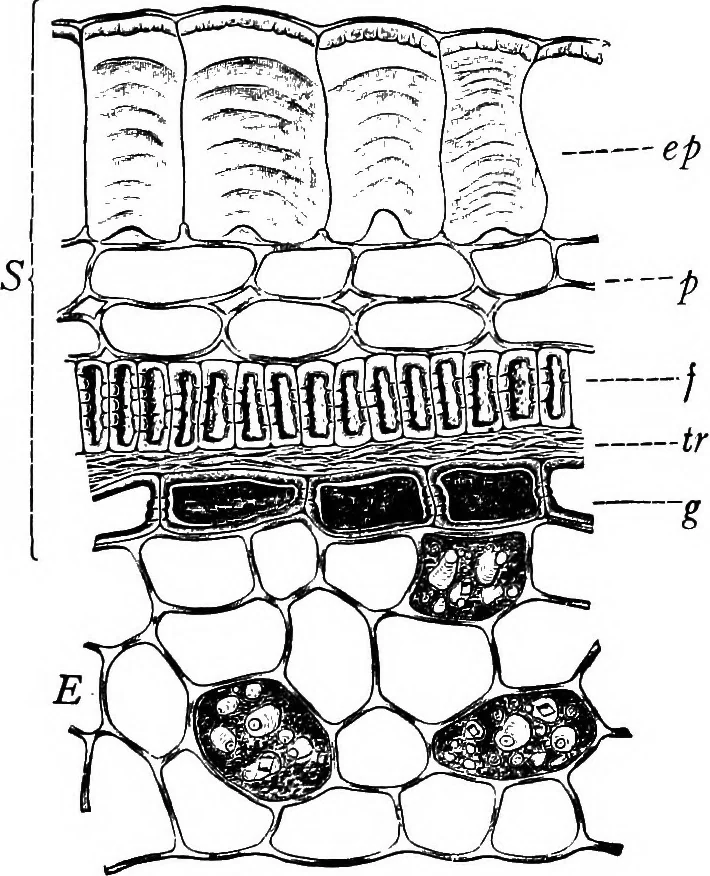 An illustration from The microscopy of vegetable foods : with special reference to the detection of adulteration and the diagnosis of mixtures, 1906, leaf 226