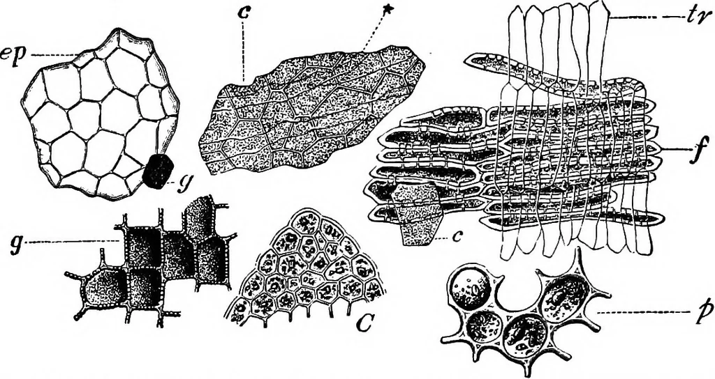 An illustration from The microscopy of vegetable foods : with special reference to the detection of adulteration and the diagnosis of mixtures, 1906, leaf 226
