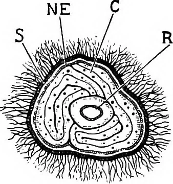 An illustration from The microscopy of vegetable foods : with special reference to the detection of adulteration and the diagnosis of mixtures, 1906, leaf 228