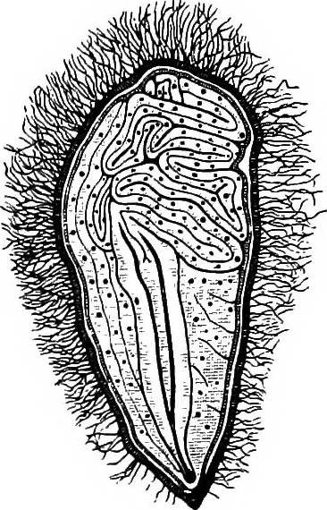 An illustration from The microscopy of vegetable foods : with special reference to the detection of adulteration and the diagnosis of mixtures, 1906, leaf 228